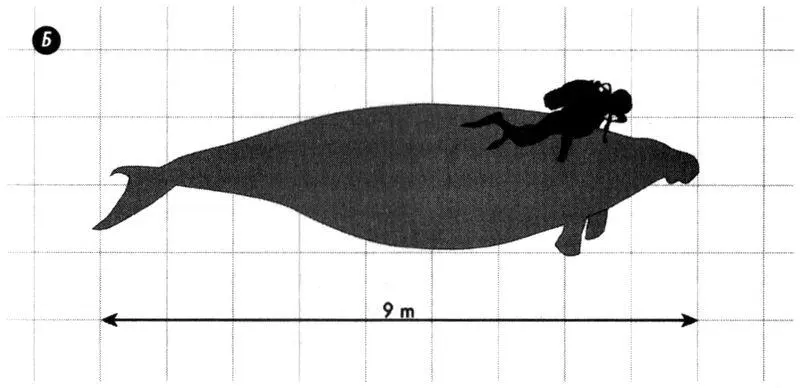 Рис 216Стеллерова морская корова А скелет выставленный в Музее - фото 165