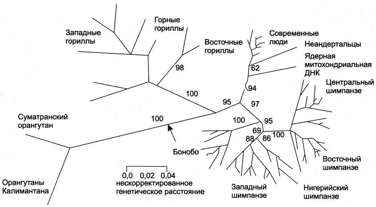 Рис 242Молекулярная филогения человекообразных обезьян и людей - фото 177