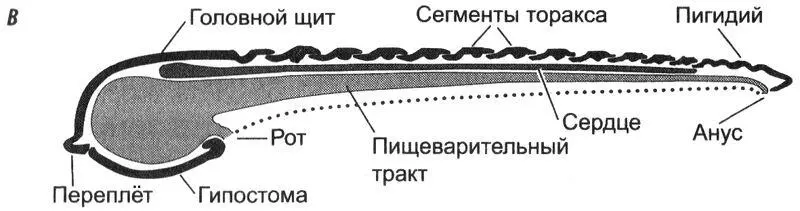 Рис 42Общая анатомия трилобита А цельный экзоскелет вид сверху Б - фото 21