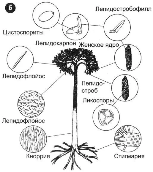 Рис 74Плауновидные А современные плауны или ликоподии представляющие - фото 43