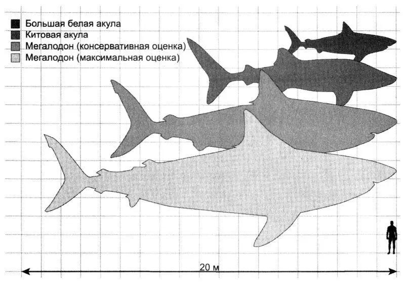 Рис 94Сравнение размеров акул в том числе большой белой акулы Carcharodon - фото 60