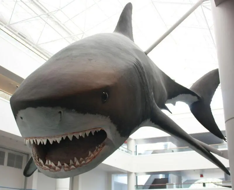 Рис 95Реконструкция Carcharoles megalodon в натуральную величину - фото 61