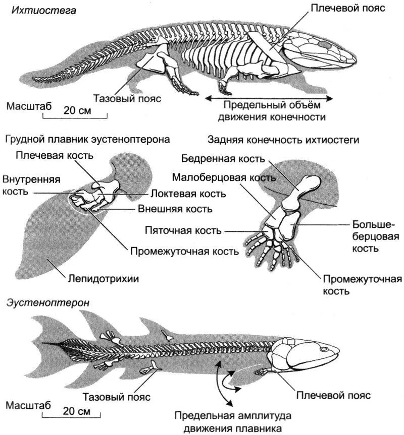 Рис 101Сравнение элементов скелета ихтиостеги и эустеноптерона рисунок - фото 62