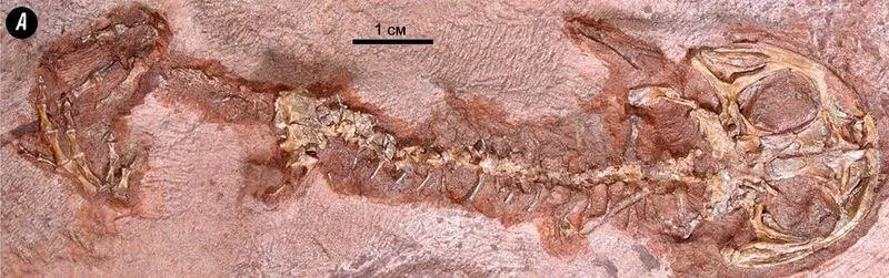 Рис 115 Gerobatrachus hottoni А окаменелость Б реконструкция живой - фото 73