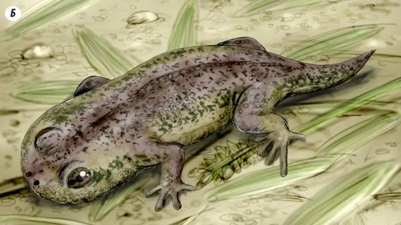 Рис 115 Gerobatrachus hottoni А окаменелость Б реконструкция живой - фото 74