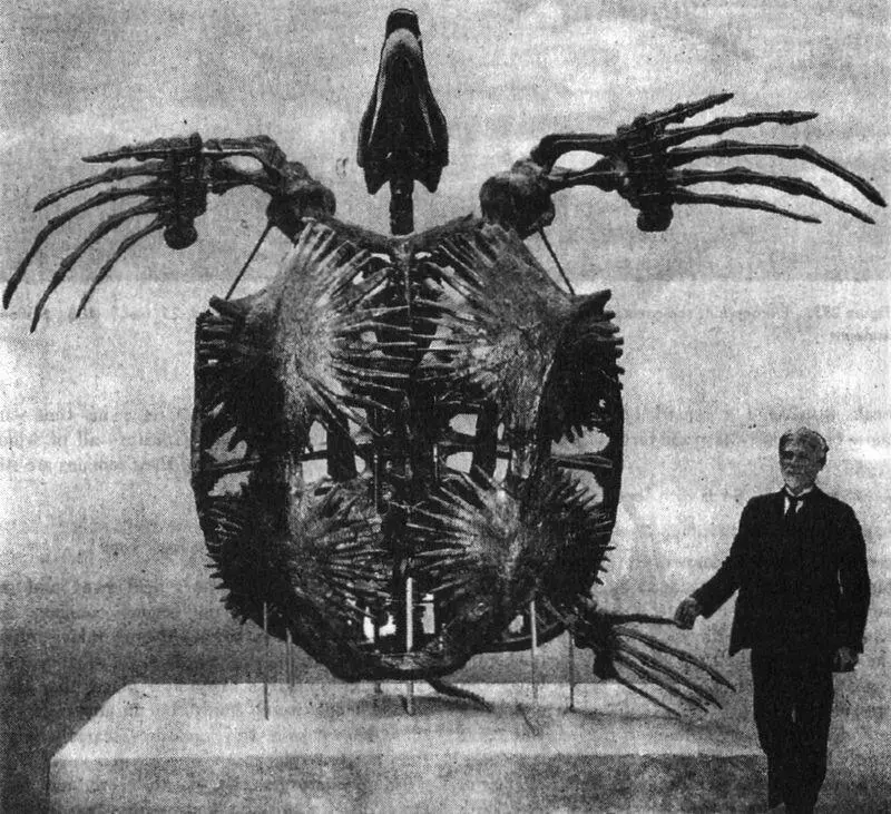 Рис 123Наиболее полный скелет архелона гигантской морской черепахи - фото 78