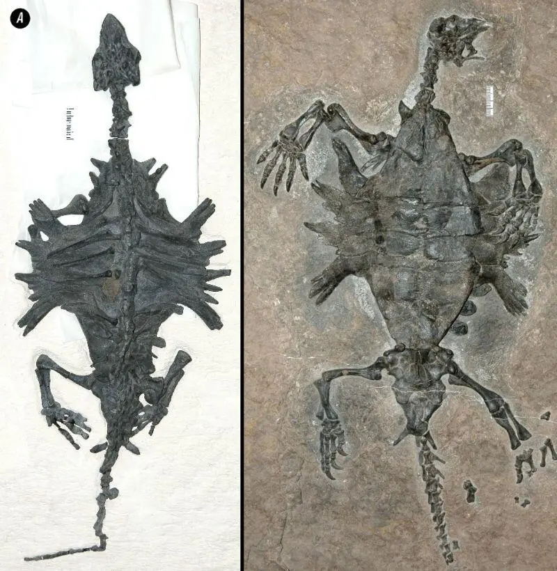 Рис 126Одонтохелис А наиболее полная из известных окаменелостей на - фото 82
