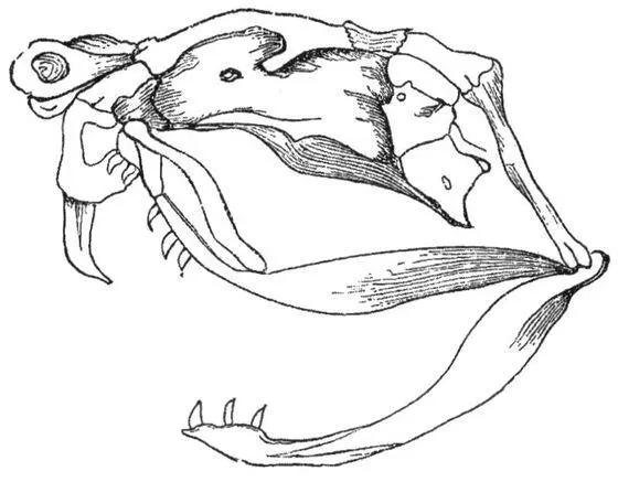 Рис 131Змеиный череп с изящными костями из фонда Wikimedia Commons Хотя - фото 86