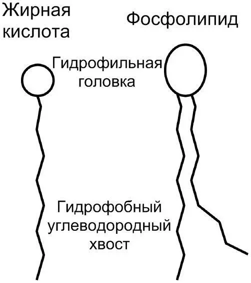 Допустим мы смешали некоторое количество таких липидов с водой Гидрофильный - фото 37