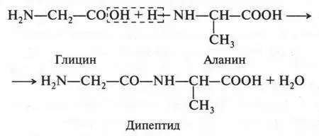 При присоединении к дипептиду третьей молекулы аминокислоты образуется - фото 301