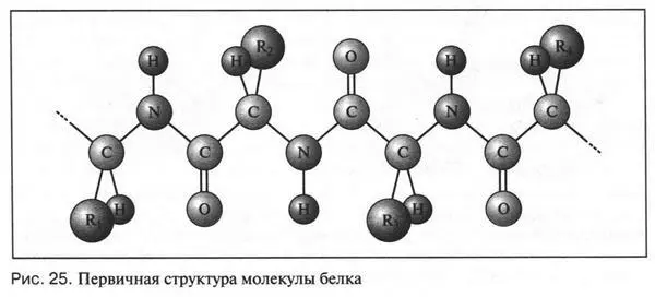 Однако сложность строения молекулы белка не ограничивается только первичной - фото 303
