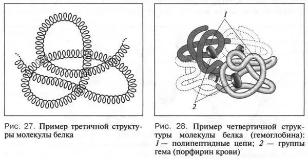 Четвертичная структура это объединение нескольких полипептидных цепей в - фото 306