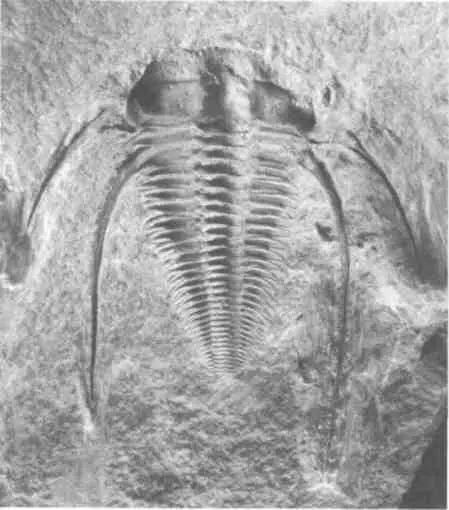 Кальцитовый панцирь кембрийского членистоногого трилобита Aldonaia ornata - фото 28