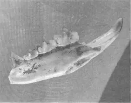Нижняя челюсть плейстоценовой землеройки Dolinasorex glyphodon с ядовитым зубом - фото 32