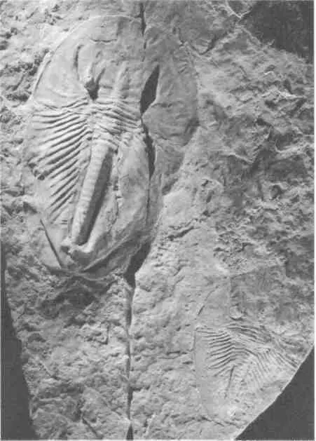 Один из крупнейших донных кембрийских хищников членистоногое Phytophilaspis - фото 33