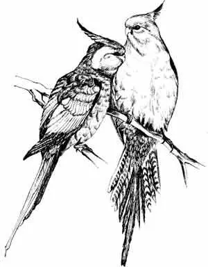 По поводу биологического значения пения птиц как формы биокоммуникации - фото 7