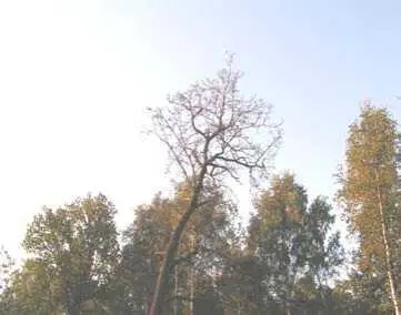 Почему бы не повернуться всей своей поверхностью навстречу ветру вдруг - фото 16
