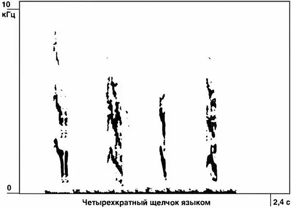 Здесь представлены сонограммы или изображения звука На вертикальной оси - фото 10