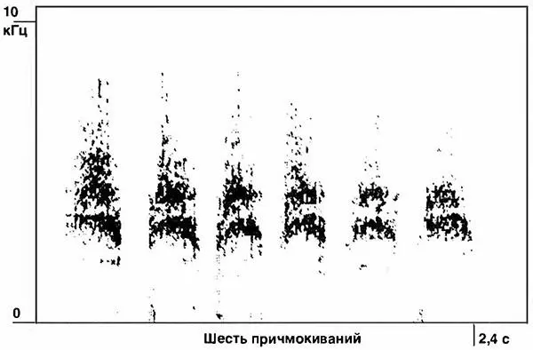 Шесть изображенных выше звуков причмокивания которые используются тем же - фото 11
