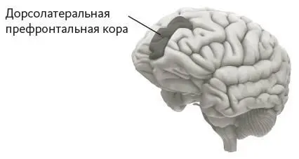Система 2 дорсолатеральная префронтальная кора боковая структура мозга - фото 6