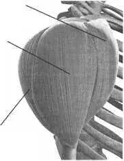 Задняя головка дельты Мышечный щит округлой формы в верхней части плеча - фото 40