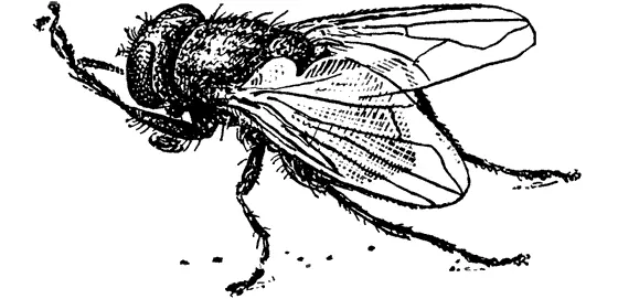 Комнатная муха Действительно муха не лишена своеобразного изящества и может - фото 5
