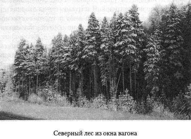 Дом над Двиной Детство в России - фото 2