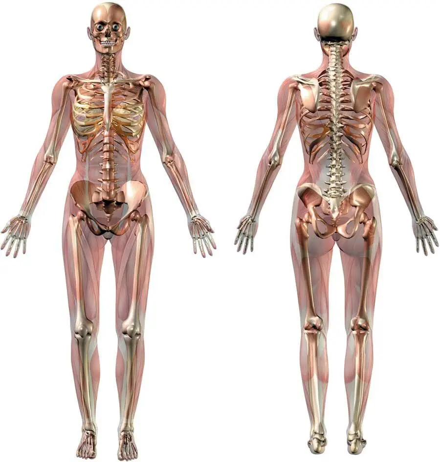Скелет человека Опорнодвигательный аппарат одна из основных функций которого - фото 3