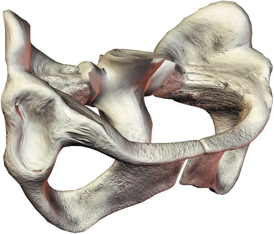 Пример широких костей кости таза Смешанные кости пример височная кость - фото 6