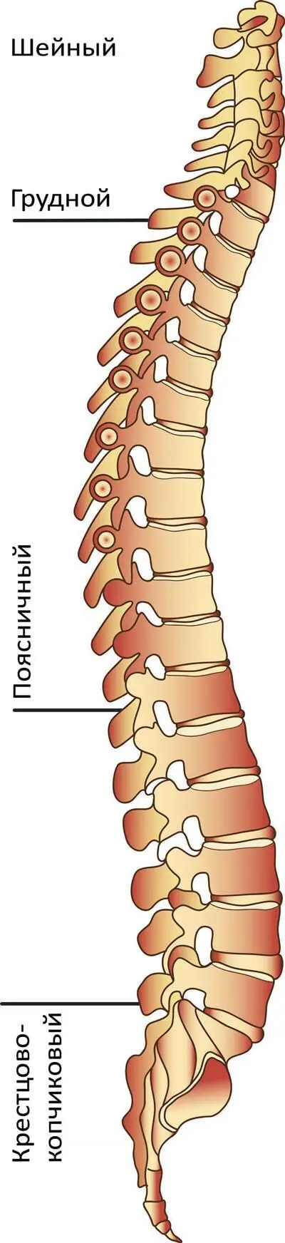 Отделы позвоночника Движение позвоночника результат работы многочисленных - фото 8