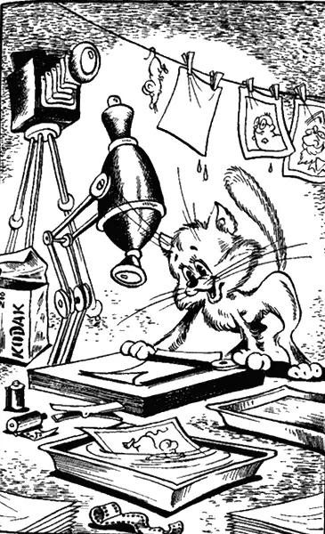 Вот какой наш Пип Единственный из всей компании умеющий летать Фотокот - фото 24