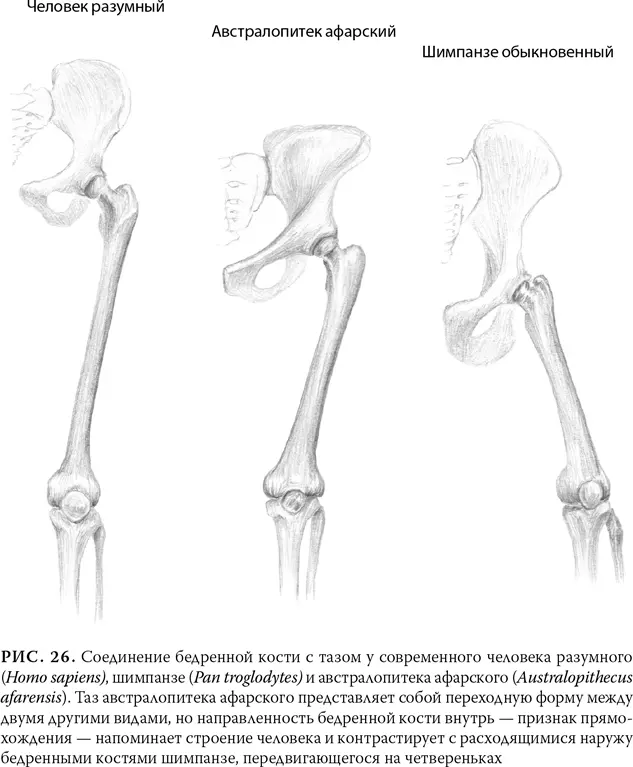 Следы Лаэтоли на вид практически идентичны тем которые оставляет современный - фото 31