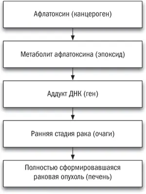 Рис 51Линейная модель запуска рака афлатоксином Мои лабораторные - фото 3