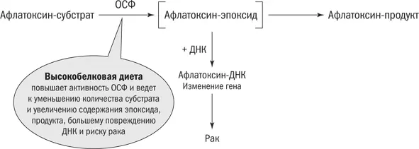 Рис 78Окончательный вариант модели преобразования афлатоксина ОСФ Хотя мы - фото 13