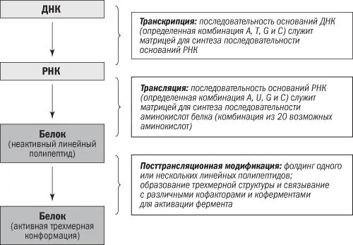 Рис 82Процесс экспрессии ДНК с образованием активного белка например - фото 15