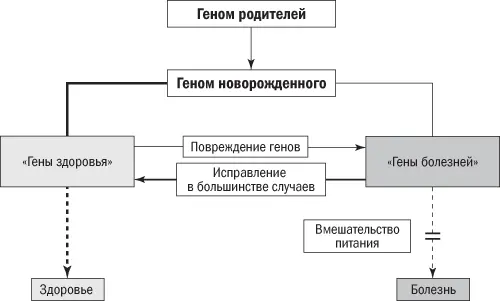 Рис 84Диетологический детерминизм Здоровье и заболевания начинаются с - фото 17