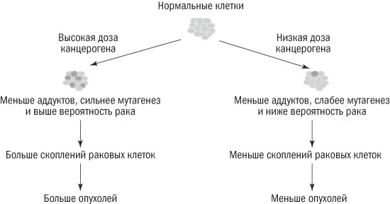 Рис 91Традиционная объяснительная модель развития рака Действие канцерогена - фото 18