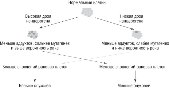 Рис 92Пересмотренная объяснительная модель развития рака Обращение роста - фото 19