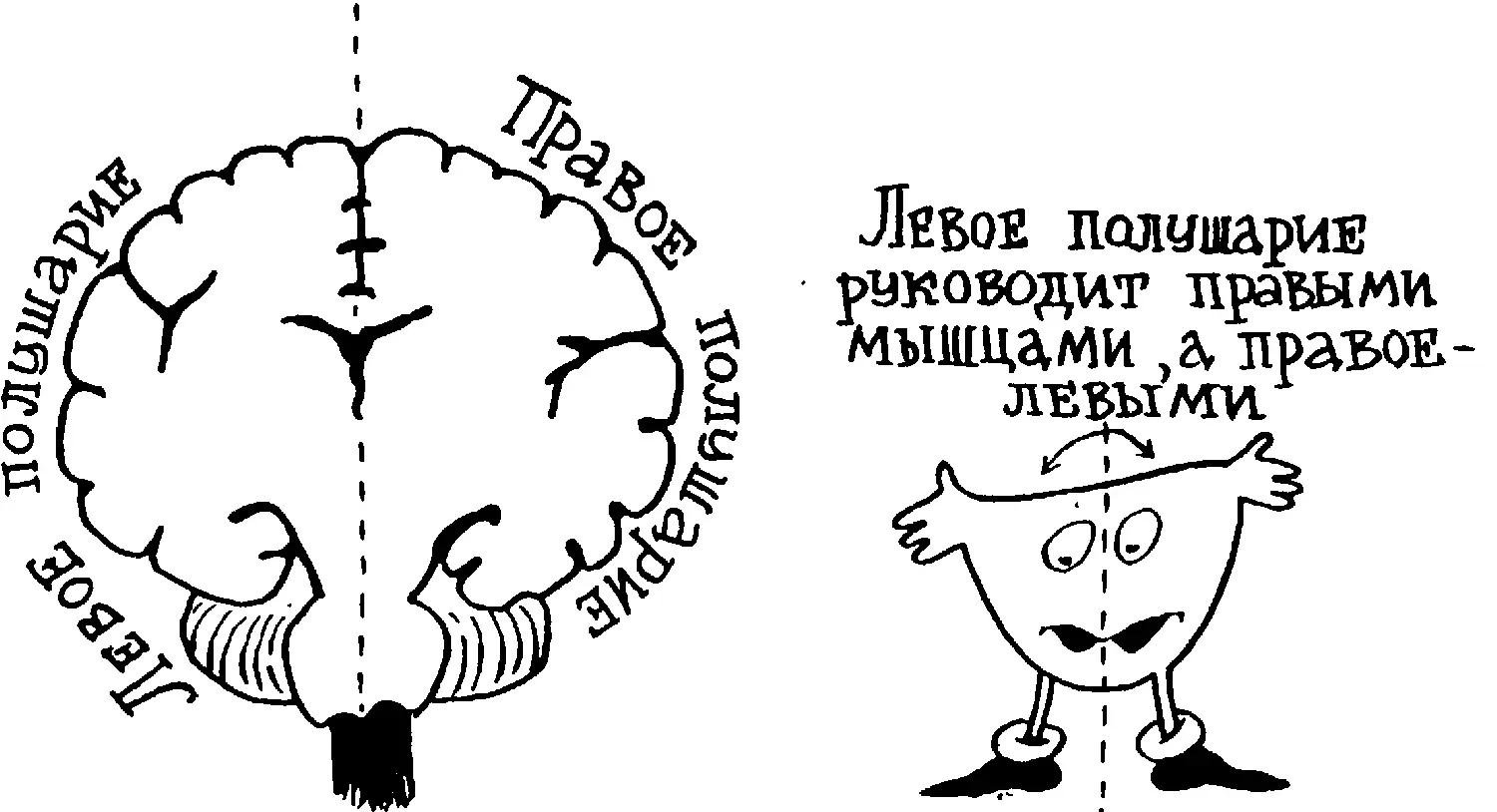 Сходным образом ведут себя нервные волокна доставляющие большим полушариям - фото 115