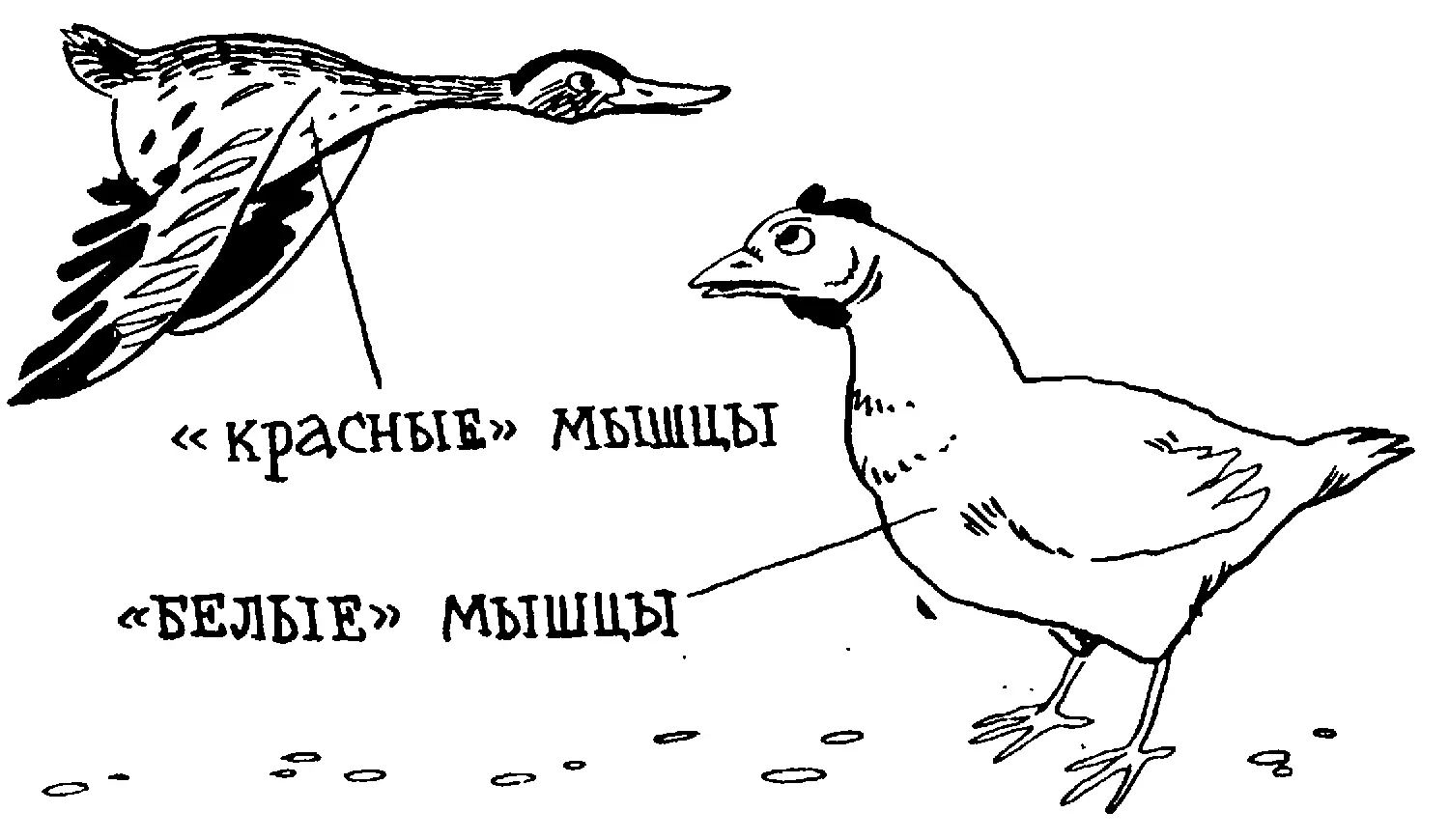 Неженки и закаленные Наша Земля как и другие планеты Солнечной системы имеет - фото 41
