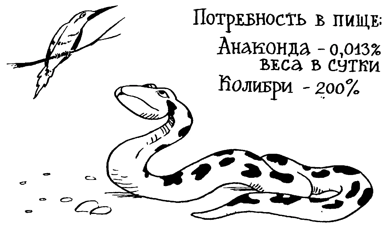 Конечно количество потребляемой пищи зависит и от ее качества Колибри - фото 49