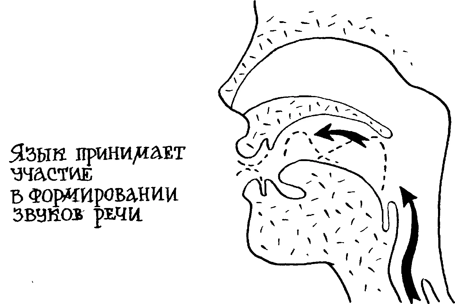 Слюнки Зубы вряд ли бы справились со своей основной работой по пережевыванию - фото 57