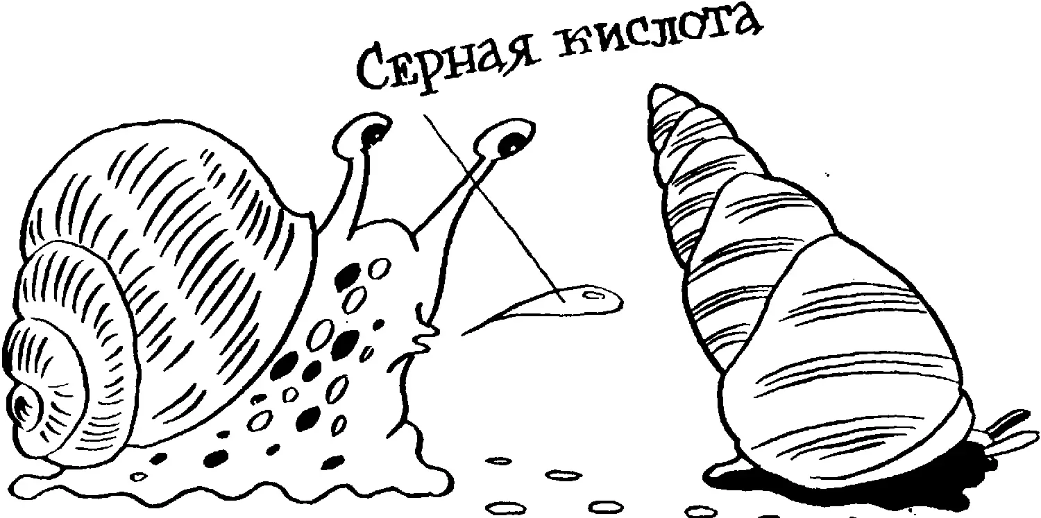 У некоторых птиц слюна содержит клейкие вещества чтото вроде - фото 59