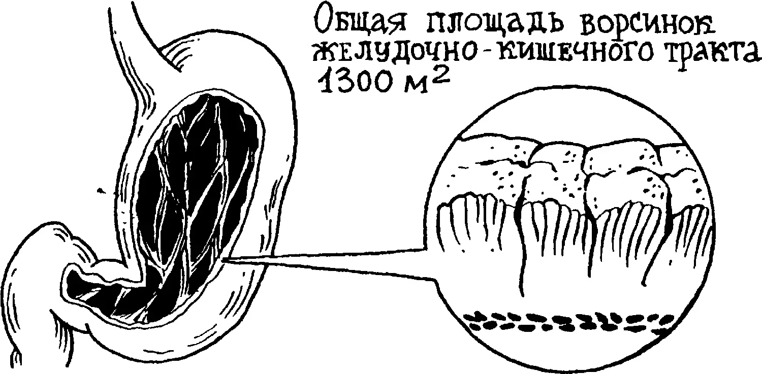 На этой огромной поверхности оседает и удерживается большое количество - фото 61