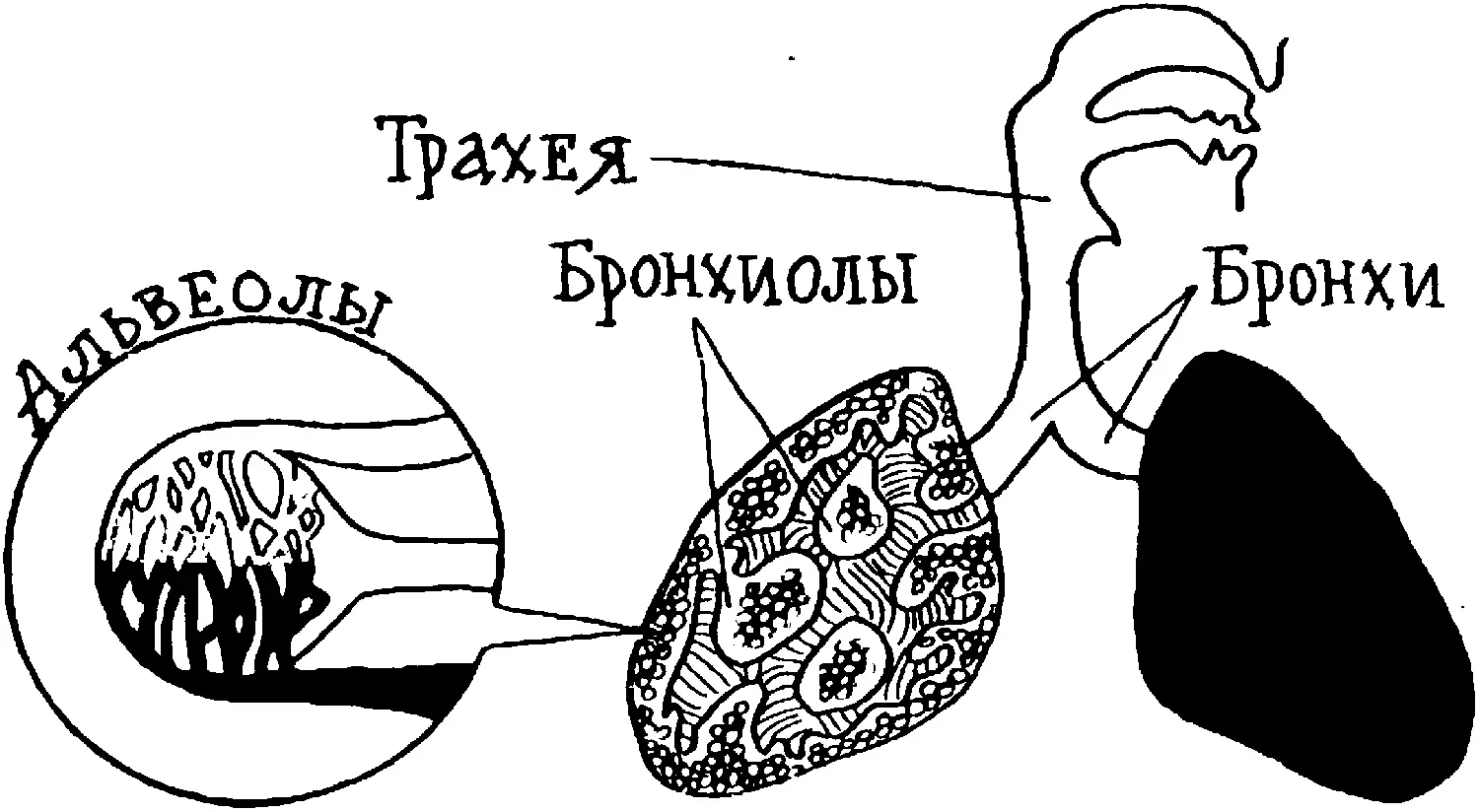 Легочные альвеолы густо оплетены кровеносными капиллярами микроскопически - фото 65