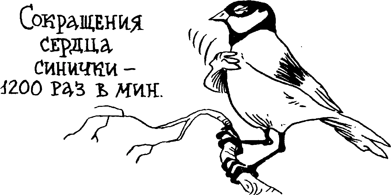 Как же крохотное синичье сердечко справляется с такой колоссальной работой - фото 70