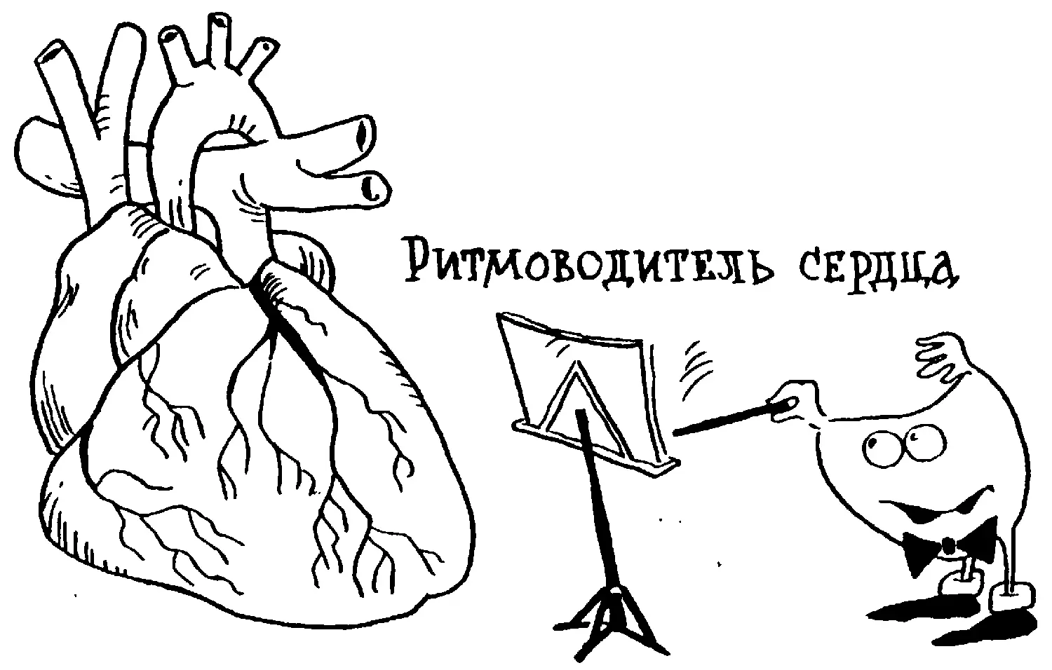 Не следует думать что ритмоводители сердца работают как им Бог на душу - фото 72