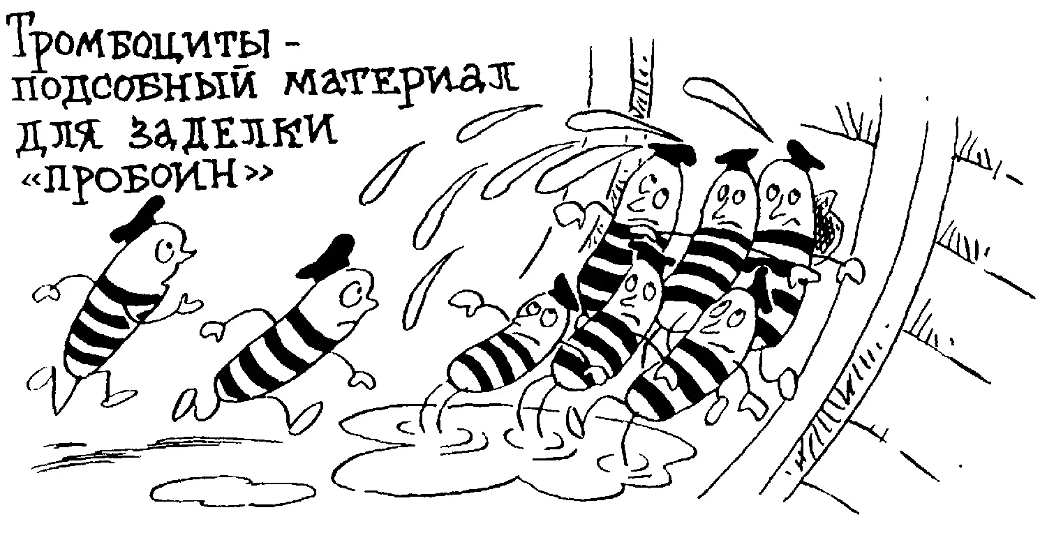 Сами по себе тромбоциты большой пробки образовать не могут Затычка получается - фото 79