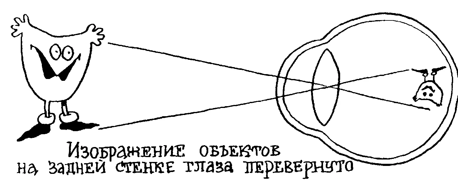 А что будет если изображение на задней стенке глаза окажется ориентированным - фото 83