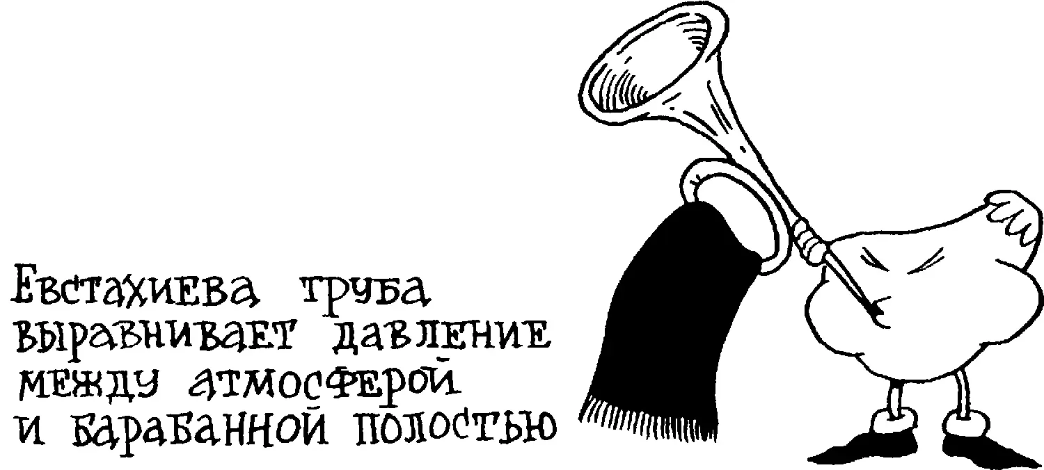 Механическая энергия звуковых волн преобразуется в волосковых клетках в нервные - фото 90